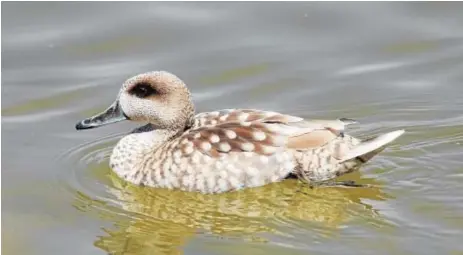  ??  ?? Ejemplar de cerceta pardilla, con su caracterís­tico plumaje de lunares