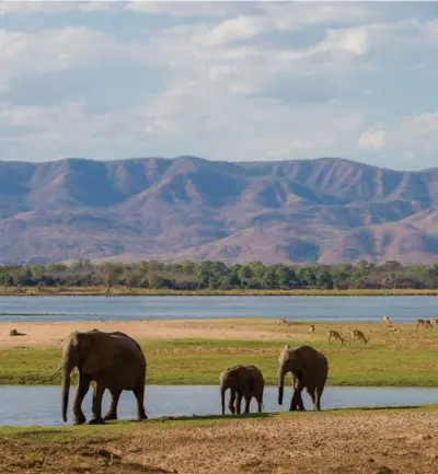  ?? ?? Elefanter ved Zambezi River i Zambia. Foto: Getty Images