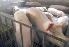  ??  ?? Pig farm owners are said to be taking every precaution to prevent the spread of African Swine Fever.