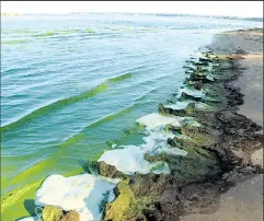  ?? OHIO DIVISION OF NATURAL RESOURCES ?? BRENDA CULLER Toxic algal blooms in Lake Erie and other bodies of water are among the federation’s biggest concerns.