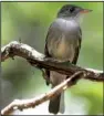  ?? Special to the Democrat-Gazette/ JERRY BUTLER ?? Olive-sided flycatcher