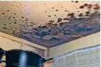  ?? ?? Deadly...mould in Awaab’s flat on Rochdale’s Freehold estate, below