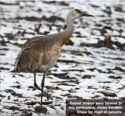  ??  ?? Danish birders were treated to this particular­ly showy Sandhill Crane for most of January.