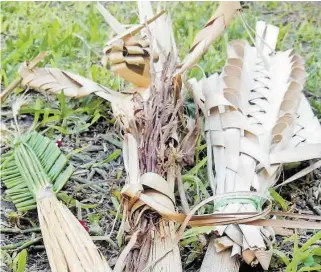  ?? / ROSALÍA NIEVES ?? Poca producción de palmeras o palmas hay en San Juan del Río, con la cual se producen las palmas del Domingo de Ramos.