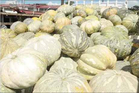  ??  ?? Pumpkins are among the most sought after local agricultur­al produce on the regional market