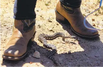  ?? CHARLIE NEUMAN PHOTOS FOR THE U-T ?? A Southern Pacific rattlesnak­e moves between the boots of snake wrangler Bruce Ireland this month. He had removed it from a San Marcos yard and released it in a rural North County area.