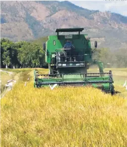  ?? FOTO: EL HERALDO ?? Las estaciones experiment­ales de Dicta en Comayagua han estado trabajando durante la pandemia para abastecer a los productore­s.