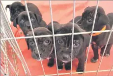  ?? ?? These five puppies were left on the doorstep of the Fayettevil­le Animal Protection Society in North Carolina with a note from a person who identified himself as homeless.