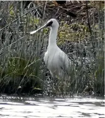  ?? NZTA ?? A spoonbill stops in for a visit to the Huntly wetland.