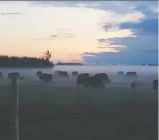  ?? DIANE PASTOOR ?? Diane and Mark Pastoor say that sometime between last Saturday and Sunday, someone trespassed on their property near Dalmeny and clipped 13 wires of a fence, enabling 52 bison to escape.