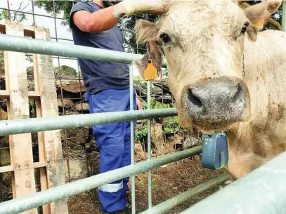  ?? LA RAZÓN ?? Un técnico coloca a una vaca el collar que delimitará su área de pasto