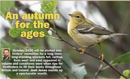  ??  ?? Both Britain and Ireland enjoyed Blackpoll Warblers in October. This firstwinte­r spent almost two weeks in Shetland at East Burrafirth from 16th and was the first on the archipelag­o for 11 years.