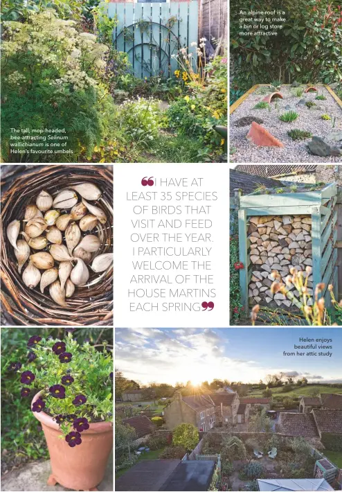  ??  ?? The tall, mop-headed, bee-attracting Selinum
wallichian­um is one of Helen’s favourite umbels An alpine roof is a great way to make a bin or log store more attractive Helen enjoys beautiful views from her attic study