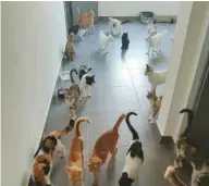  ??  ?? Yusra Diab lives with over 100 cats in her house.