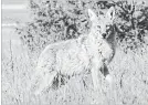  ?? CARMEN CRAIG/DREAMSTIME TNS ?? Coyote sightings in Montreal have risen greatly to about 600 in just under a year.