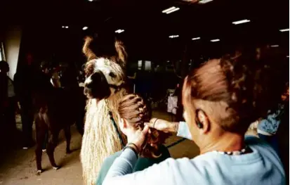  ?? PETER FISHER/NEW YORK TIMES ?? A young handler had her hair braided before a llama event at the Eastern States Exposition, better known as the Big E, earlier this month in West Springfiel­d.