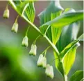  ??  ?? OPPOSITE Shuttlecoc­k ferns live up to their name as their new fronds unfurl THIS PAGE, CLOCKWISE FROM TOP New foliage of maidenhair fern Adiantum venustum; Dicentra formosa ‘Spring Magic’ with Veratrum album; Soloman’s Seal; Tiarella cordifolia