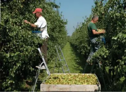  ?? FOTO POL DE WILDE ?? De start van de appel- en perenoogst wisselt de jongste tien jaar sterk.