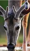  ?? Jeremy Woodhouse / Getty Images ?? Newly grown antlers are covered in a velvet that gets rubbed off on trees, often injuring bark and stems in the process.