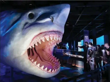  ?? D. FINNIN — AMERICAN MUSEUM OF NATURAL HISTORY ?? The Megalodon shark is typically portrayed as a super-sized, monstrous shark in novels and sci-fi films. Previous studies suggest the shark likely reached lengths of at least 50 to 65 feet.