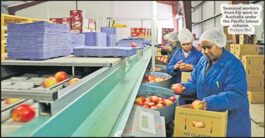  ?? Picture: RNZ ?? Seasonal workers from Fiji work in Australia under the Pacific labour scheme.