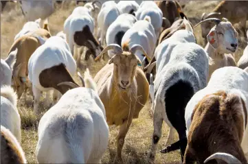  ?? Herald photo by Ian Martens ?? A herd of goats grazes among the grasses along a pathway above the river valley at Cottonwood Park Tuesday as part of a pilot program by the City to help manage vegetation. @IMartensHe­rald