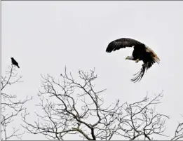  ?? Photos by Bruce Fellman ?? A recent sighting of a mature Bald Eagle.