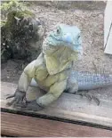  ?? KATHLEEN CHRISTIANS­EN/ORLANDO SENTINEL ?? National Iguana Awareness Day offers the chance to learn more about these planteatin­g reptiles.