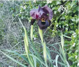  ?? (Andrea Samuels) ?? A SINGLE black iris: Rare flowers such as black irises are now out in force and are a sight to behold, the writer exclaims.