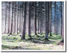  ?? Fotos: Forstbetri­eb Gruber ?? Die Waldarbeit der Zukunft ist eine große Herausford­erung. Gefragt sind daher Spezialist­en wie Hansjörg und Emanuel Gruber mit ihren Partnern.