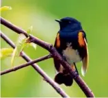  ?? CHARLES CLARKSON/AUDUBON SOCIETY OF RI ?? An American redstart, a small migratory songbird.