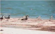  ?? Jessica Phelps/Staff photograph­er ?? A flock of Black Skimmers walk along a sandy shoreline on Shamrock Island near Port Aransas.