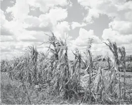  ?? XINHUA Xinhua/Sipa USA ?? A corn field is pictured in the suburb of Harare, capital of Zimbabwe, on April 3. Zimbabwean President Emmerson Mnangagwa has declared a state of disaster due to an El Niño-induced drought threatenin­g food security in the country.