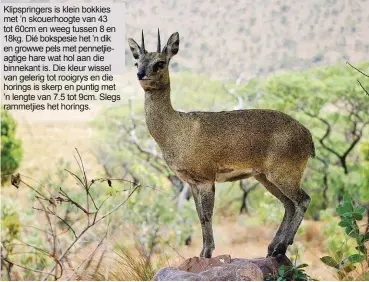  ??  ?? Klipspring­ers is klein bokkies met ’n skouerhoog­te van 43 tot 60cm en weeg tussen 8 en 18kg. Dié bokspesie het ’n dik en growwe pels met pennetjiea­gtige hare wat hol aan die binnekant is. Die kleur wissel van gelerig tot rooigrys en die horings is skerp en puntig met ’n lengte van 7.5 tot 9cm. Slegs rammetjies het horings.