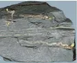  ?? Foto: A. El Albani / IC2MP / CNRS – Université de Poitiers ?? Was da wie ein Regenwurm aussieht, der sich durch den unteren Teil des Steins schlängelt, können uralte Schleimspu­ren sein, sagen Forscher.