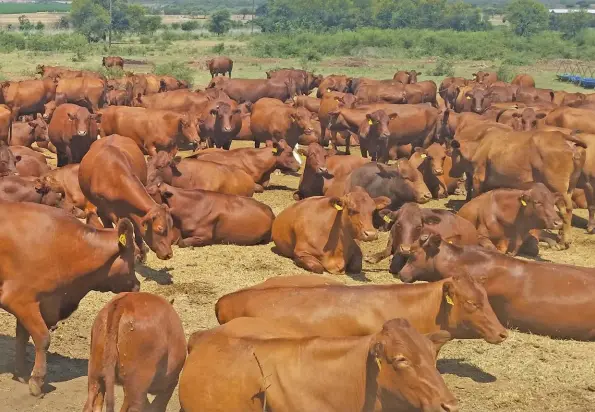  ?? Photos: Mellissa Viljoen ?? ABOVE:
Tian Kruger’s cattle graze on natural sweetveld and planted pasture.