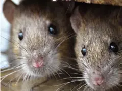  ?? (Shuttersto­ck/Gallinago) ?? The research could help cities control their rodent population