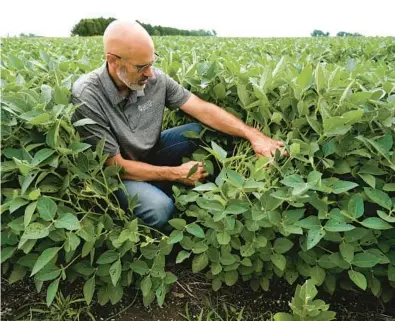  ?? NAM Y. HUH/AP ?? Jeff O’Connor, a farmer checking his soybeans in Kankakee, Illinois, is a big proponent of double-cropping.