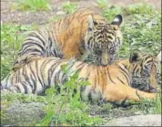  ?? HT FILE ?? In 2017, Sariska officials registered seven cases of poaching of tigers, with similar numbers in the preceding years.