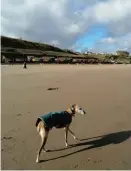  ??  ?? Dog-walking on the South Bay beach.