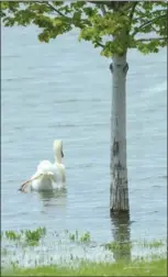  ?? CATHIE COWARD, THE HAMILTON SPECTATOR ?? July was great weather if you’re a duck — or a swan. Hamilton has had three times the amount of rain it had last year, hurting businesses such as Wild Waterworks, where attendance is down 20,000 this year.