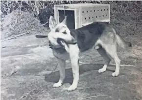 ?? MIKE VOORHEES PHOTO ?? Satan, a German shepherd trained as a scout dog in Vietnam, worked with Mike Voorhees and other Army dog handlers before dying of a tick infection in 1969.