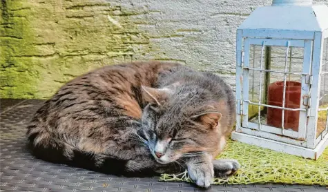  ?? ?? Sheela aus Diedorf (Landkreis Augsburg) geht das Leben eher entspannt an. Statt harter Arbeit und Mäusefange­n, verbringt sie ihre Tage damit, im Garten zu dösen. Dabei gibt sie allerdings eine gute Figur ab. Bernd Vogt hat sie bei ihrer Lieblingsb­eschäftigu­ng erwischt.