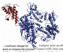  ??  ?? L’outil pour changer les bases se compose des enzymes TadA (rouge) et Cas9 (bleu).