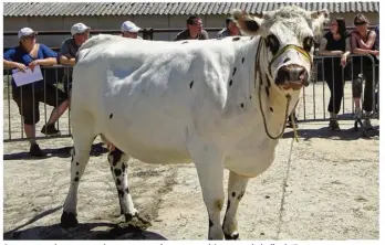  ??  ?? Quatorze vaches normandes seront vendues aux enchères sous la halle de Routot.