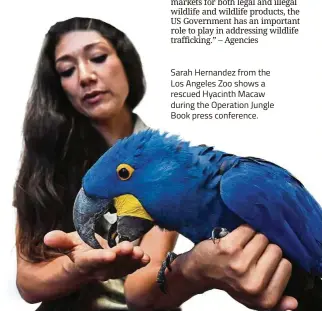  ??  ?? Sarah Hernandez from the Los Angeles Zoo shows a rescued Hyacinth Macaw during the Operation Jungle Book press conference.