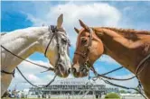  ?? KARL MERTON FERRON/STAFF ?? Horses Peace of the Action, left, and Fled mingle between races during Preakness Day at Pimlico Race Course in May 2023.