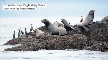  ??  ?? Excursion avec Eagle Wing Tours pour voir les lions de mer