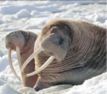  ?? THE ASSOCIATED PRESS/ FILES ?? Hunters and scientists say a warming climate is causing walrus migration patterns in Alaska to veer from hunting grounds as the ocean ice used by the animals to dive and rest recedes north.