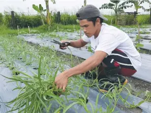  ??  ?? Kangkong is one of the table vegetables that can easily grow in case community quarantine continues.